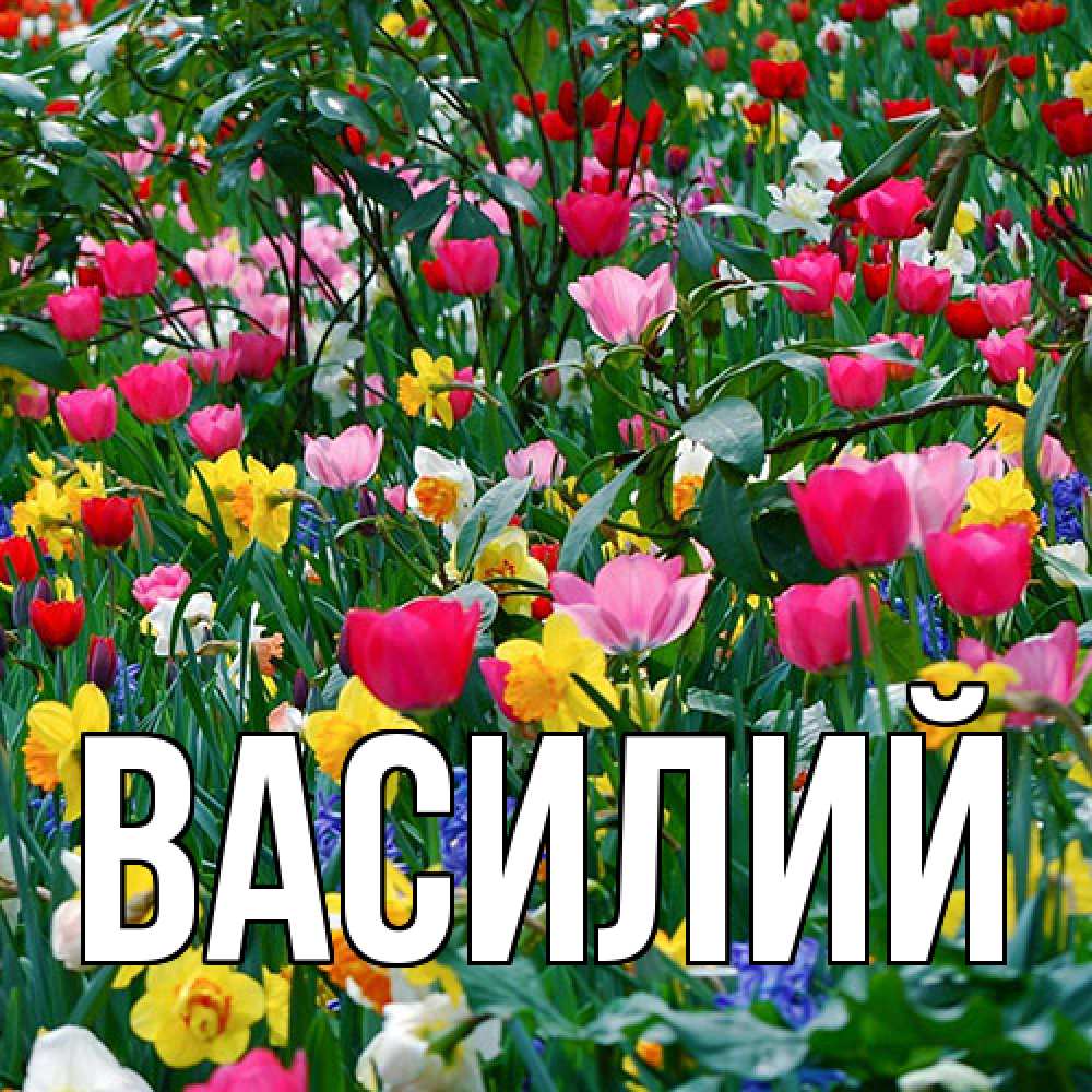Открытка  с именем. Василий, Главная  
