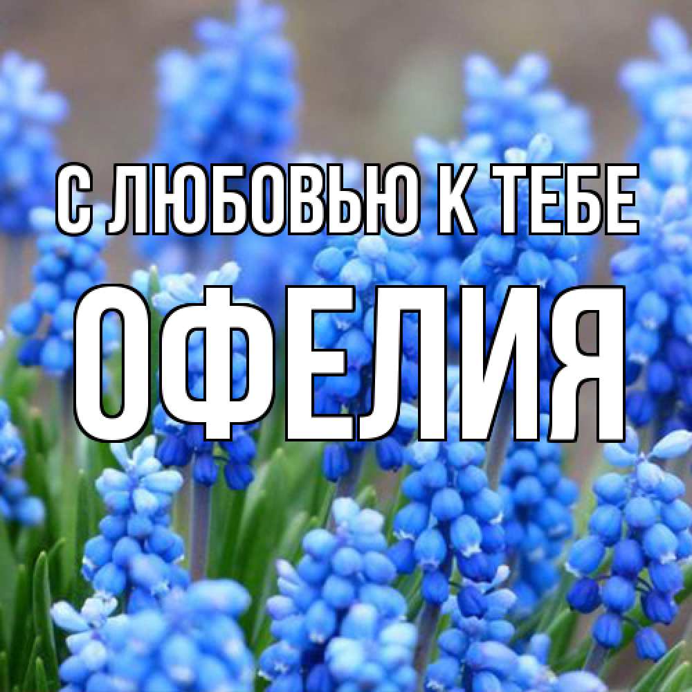 Открытка  с именем. Офелия, С любовью к тебе  