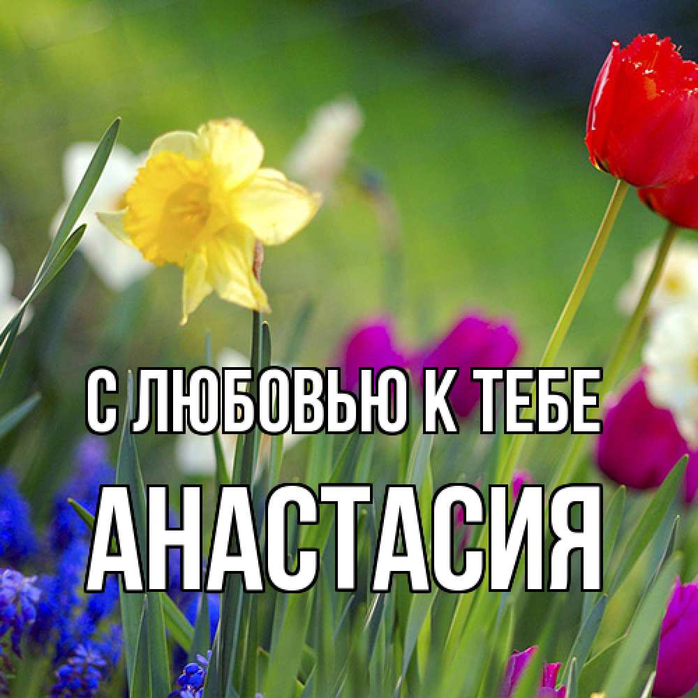 Открытка  с именем. Анастасия, С любовью к тебе  
