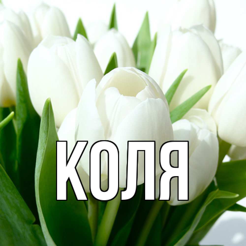 Открытка  с именем. коля, Главная  