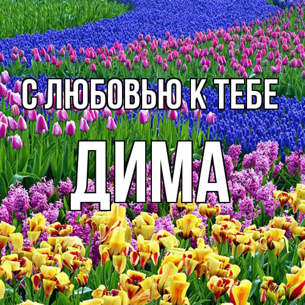 Открытка  с именем. Дима, С любовью к тебе  
