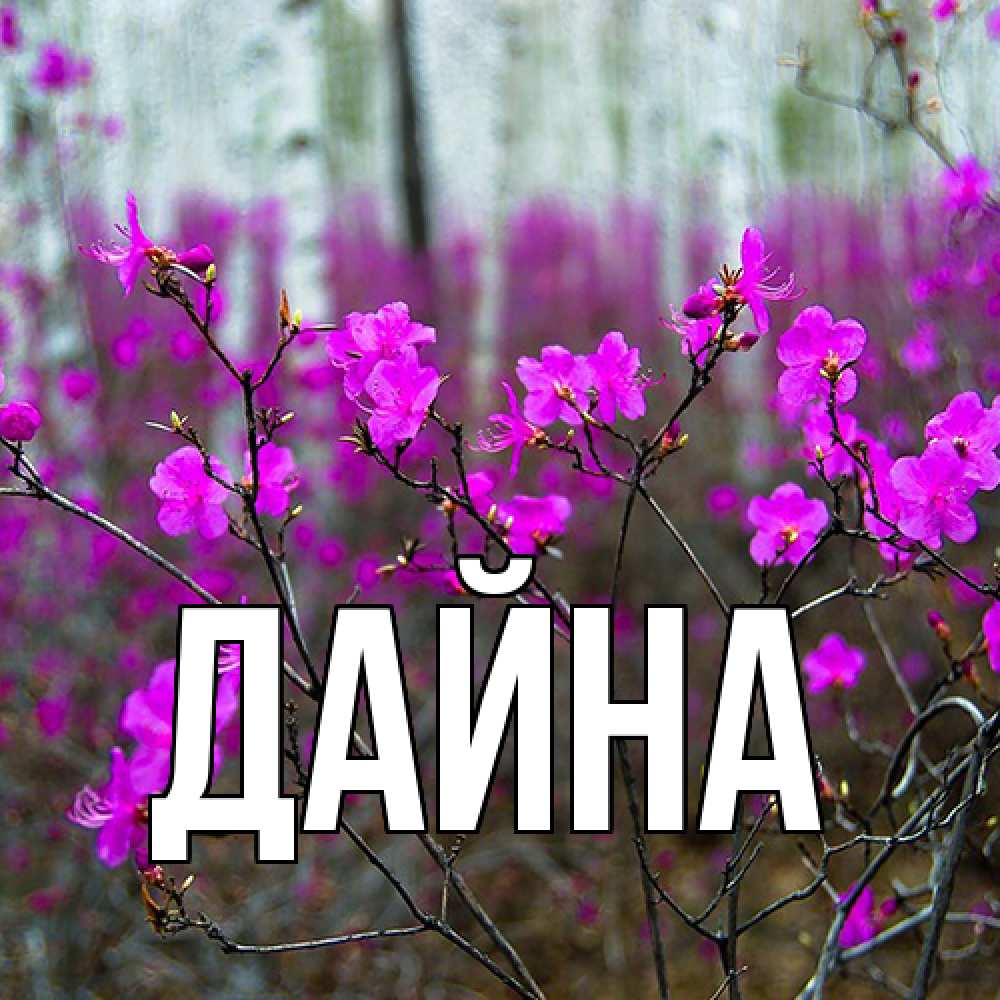 Открытка  с именем. Дайна, Главная  