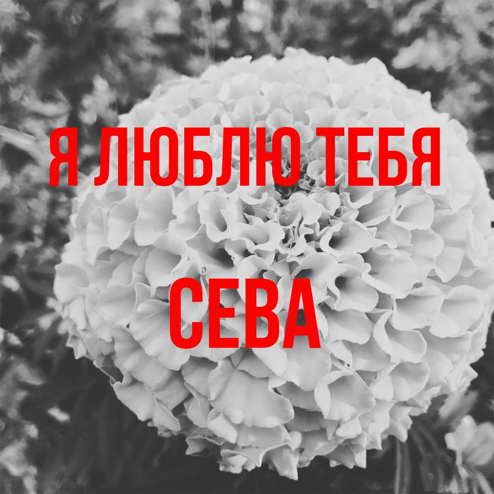 Открытка  с именем. Сева, Я люблю тебя  