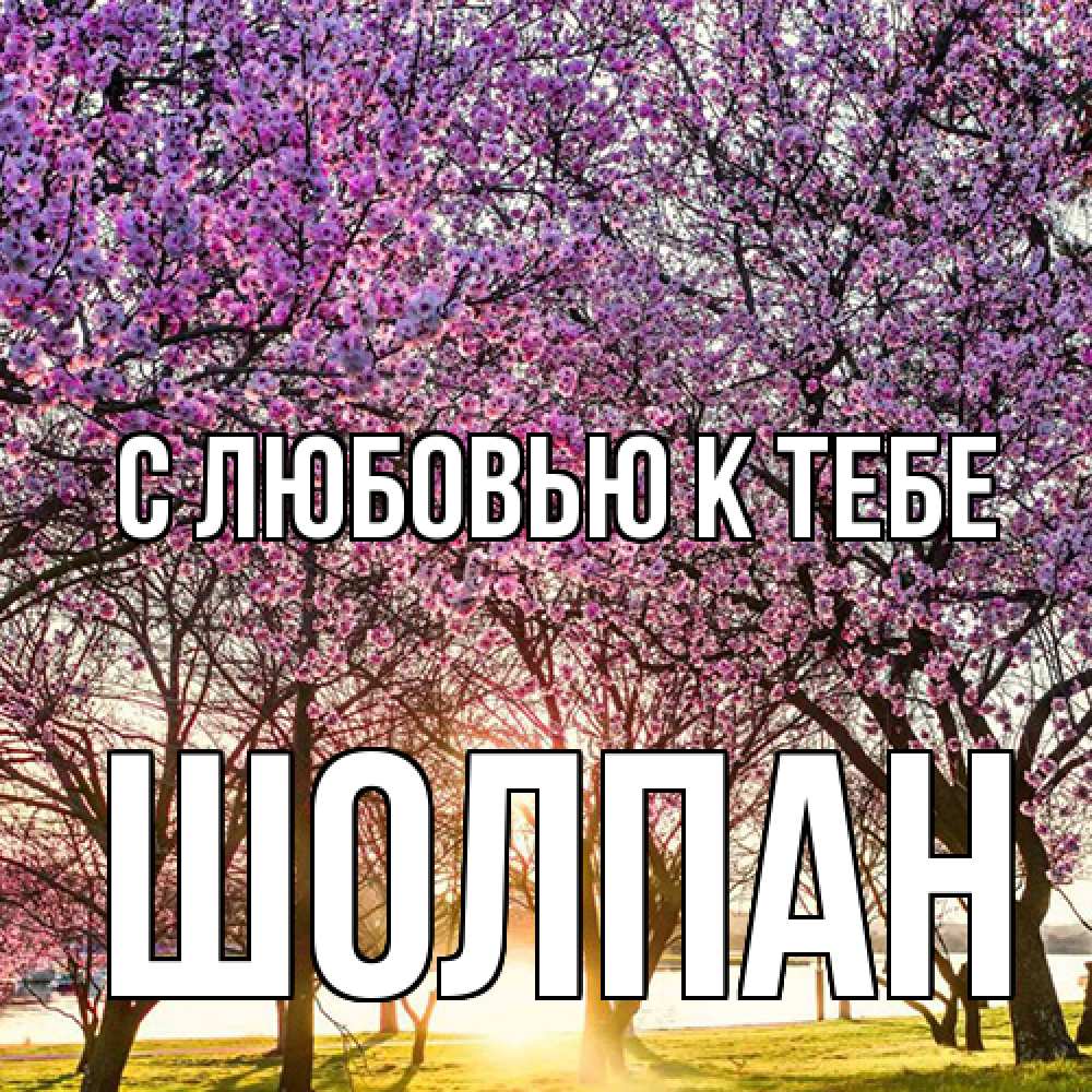 Открытка  с именем. Шолпан, С любовью к тебе  