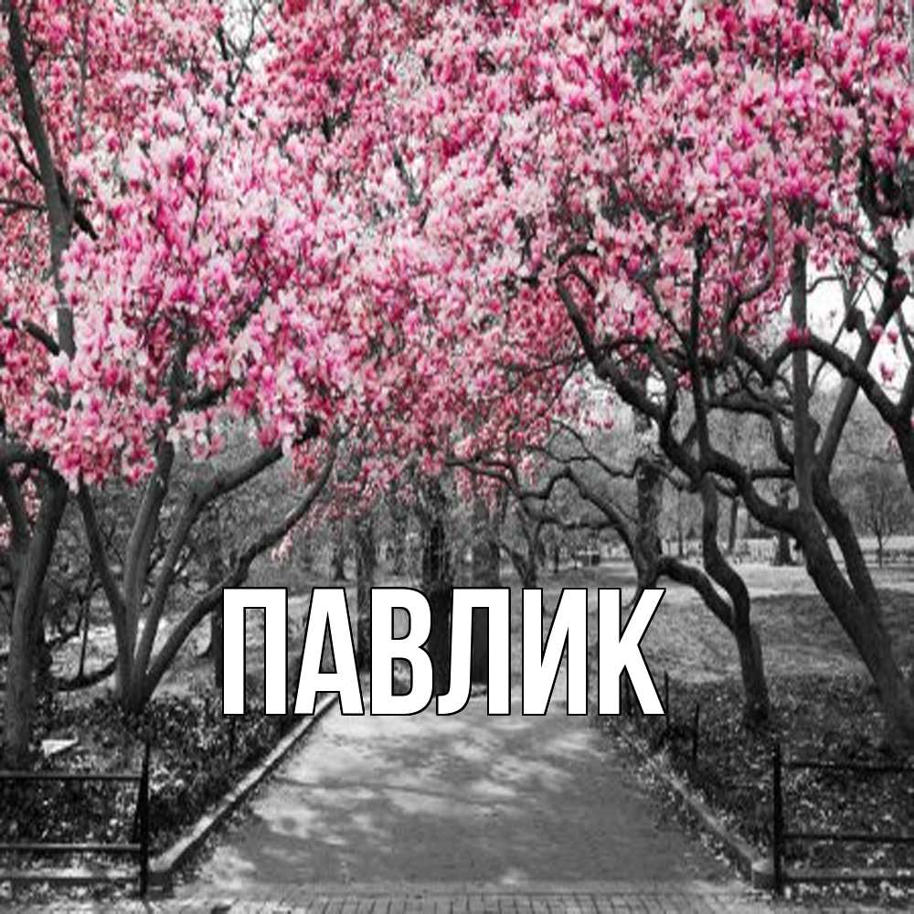 Открытка  с именем. Павлик, Главная  