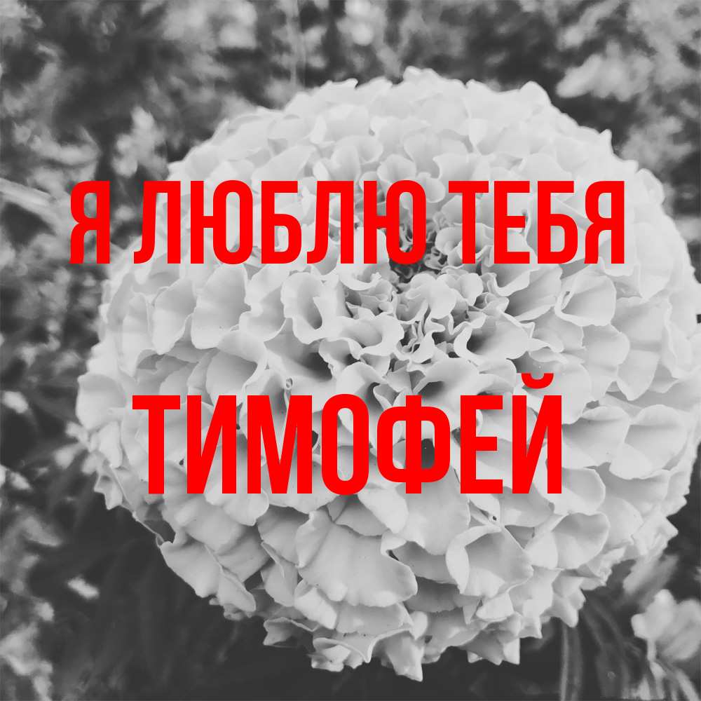 Открытка  с именем. Тимофей, Я люблю тебя  